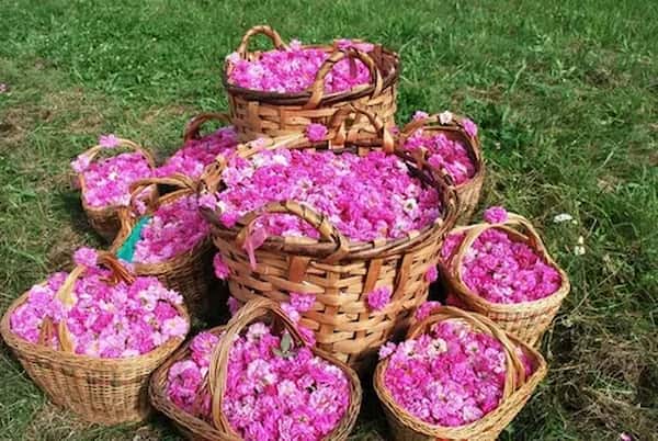 تصویر 1 از خرید و قیمت غنچه گل محمدی تبریز + فروش صادراتی